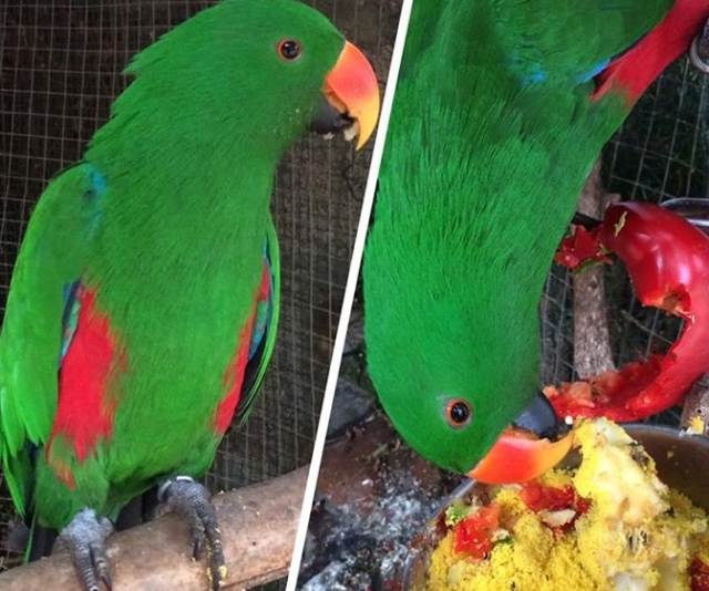 Algunos de nuestros loros.jpg